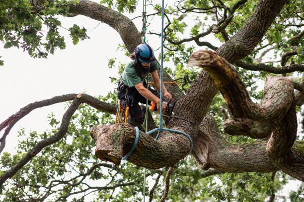 Professional Tree Care in Beaver, WV