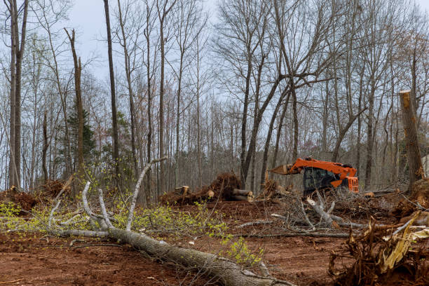 Best Leaf Removal  in Beaver, WV