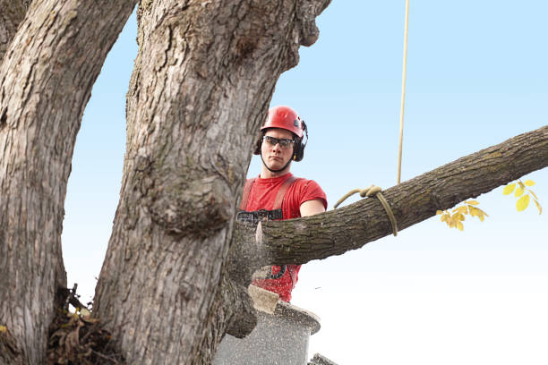 Best Tree Preservation Services  in Beaver, WV